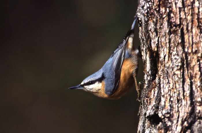 Sitta europaea